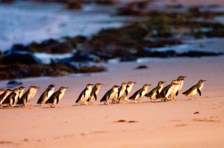 Image result for penguin parade phillip island