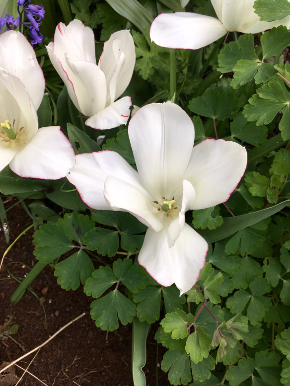 Tulips Diamond Jubilee